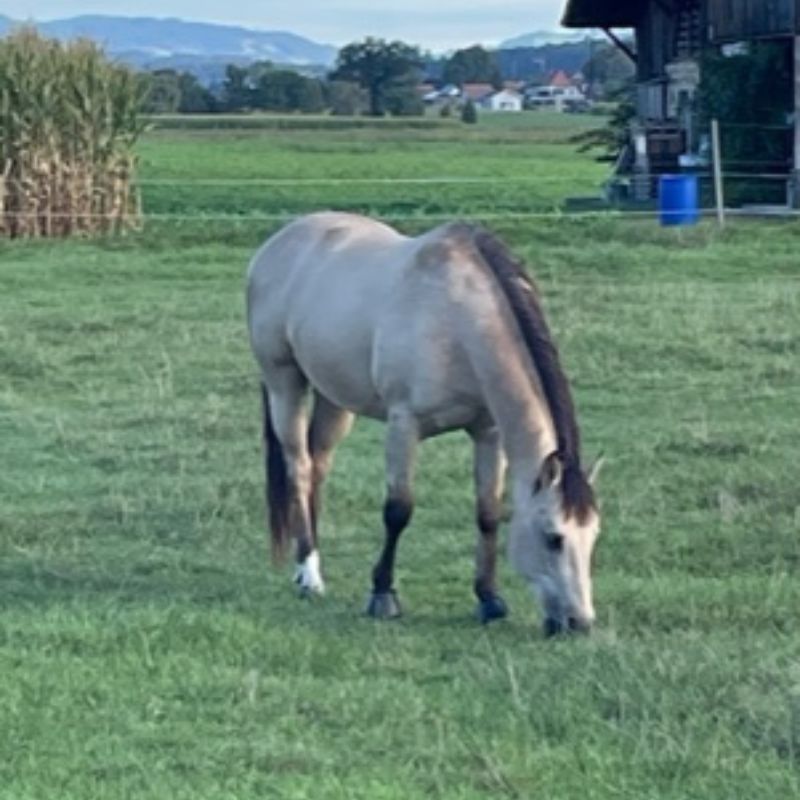 Quarter Horse auf einer Wiese, betroffen von Kotwasser und Gewichtsschwankungen